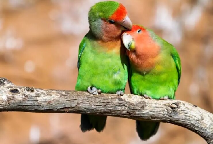 تب طوطی در پرندگان اهلی; این باکتری را جدی بگیرید