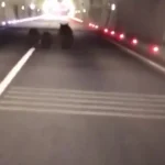 تصاویر بی نظیری از سه خرس در تونل 1100 متری ثبت شده است