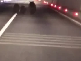 تصاویر بی نظیری از سه خرس در تونل 1100 متری ثبت شده است