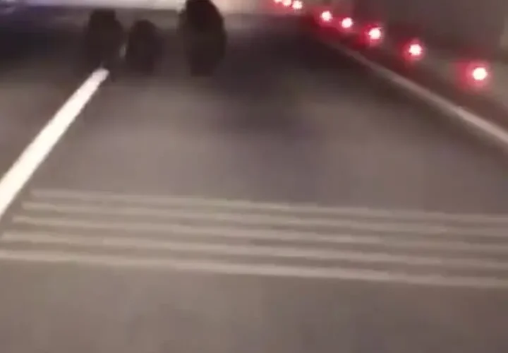 تصاویر بی نظیری از سه خرس در تونل 1100 متری ثبت شده است