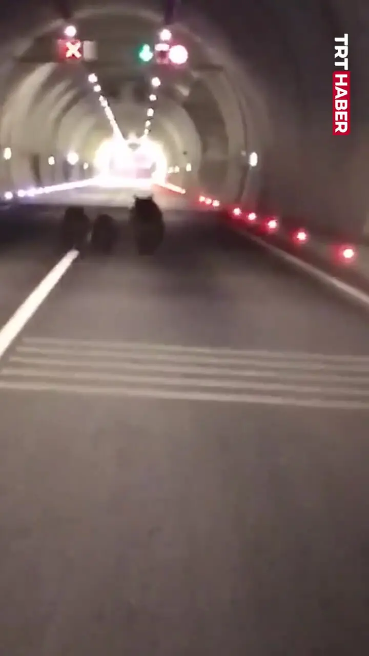 تصاویر بی نظیری از سه خرس در تونل 1100 متری ثبت شده است 1 تصاویر بی نظیری از سه خرس در تونل 1100 متری ثبت شده است