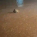 تصاویری از بارش شدید باران در بندر جاسک