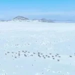 تهیه خوراک بزها در پارک ملی قمیشلو