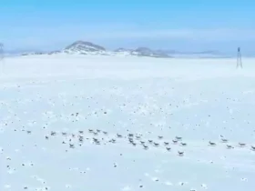 تهیه خوراک بزها در پارک ملی قمیشلو 8 تهیه خوراک بزها در پارک ملی قمیشلو