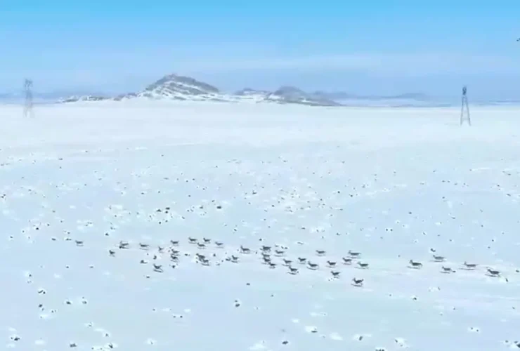 تهیه خوراک بزها در پارک ملی قمیشلو 11 تهیه خوراک بزها در پارک ملی قمیشلو