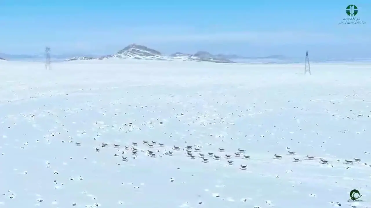 تهیه خوراک بزها در پارک ملی قمیشلو