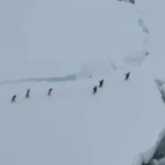 توقف کشتی در قطب شمال برای عبور امن پنگوئن ها