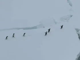 توقف کشتی در قطب شمال برای عبور امن پنگوئن ها