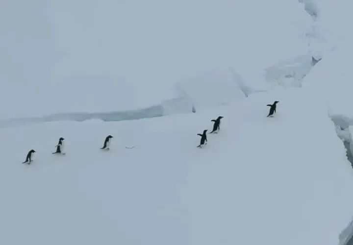 توقف کشتی در قطب شمال برای عبور امن پنگوئن ها 12 توقف کشتی در قطب شمال برای عبور امن پنگوئن ها