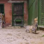 تولد دو توله ببر آمور کمیاب