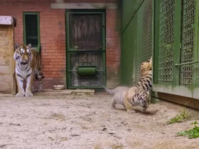 تولد دو توله ببر آمور کمیاب 8 تولد دو توله ببر آمور کمیاب