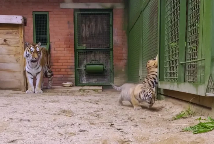 تولد دو توله ببر آمور کمیاب