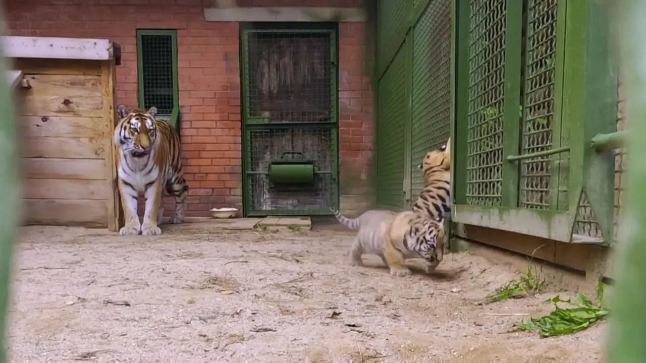 تولد دو توله ببر آمور کمیاب 1 تولد دو توله ببر آمور کمیاب