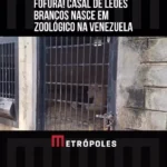 تولد دو توله شیر سفید کمیاب در باغ وحش ونزوئلا