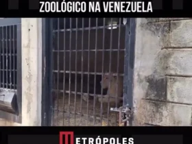 تولد دو توله شیر سفید کمیاب در باغ وحش ونزوئلا