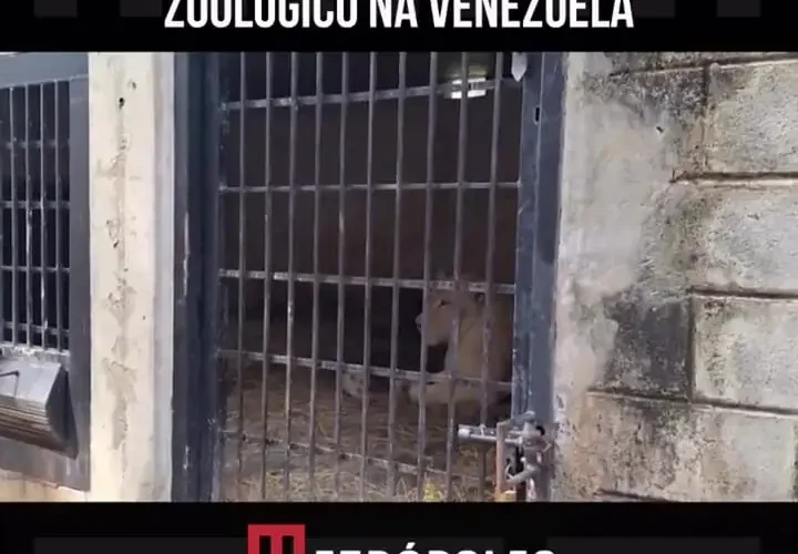 تولد دو توله شیر سفید کمیاب در باغ وحش ونزوئلا