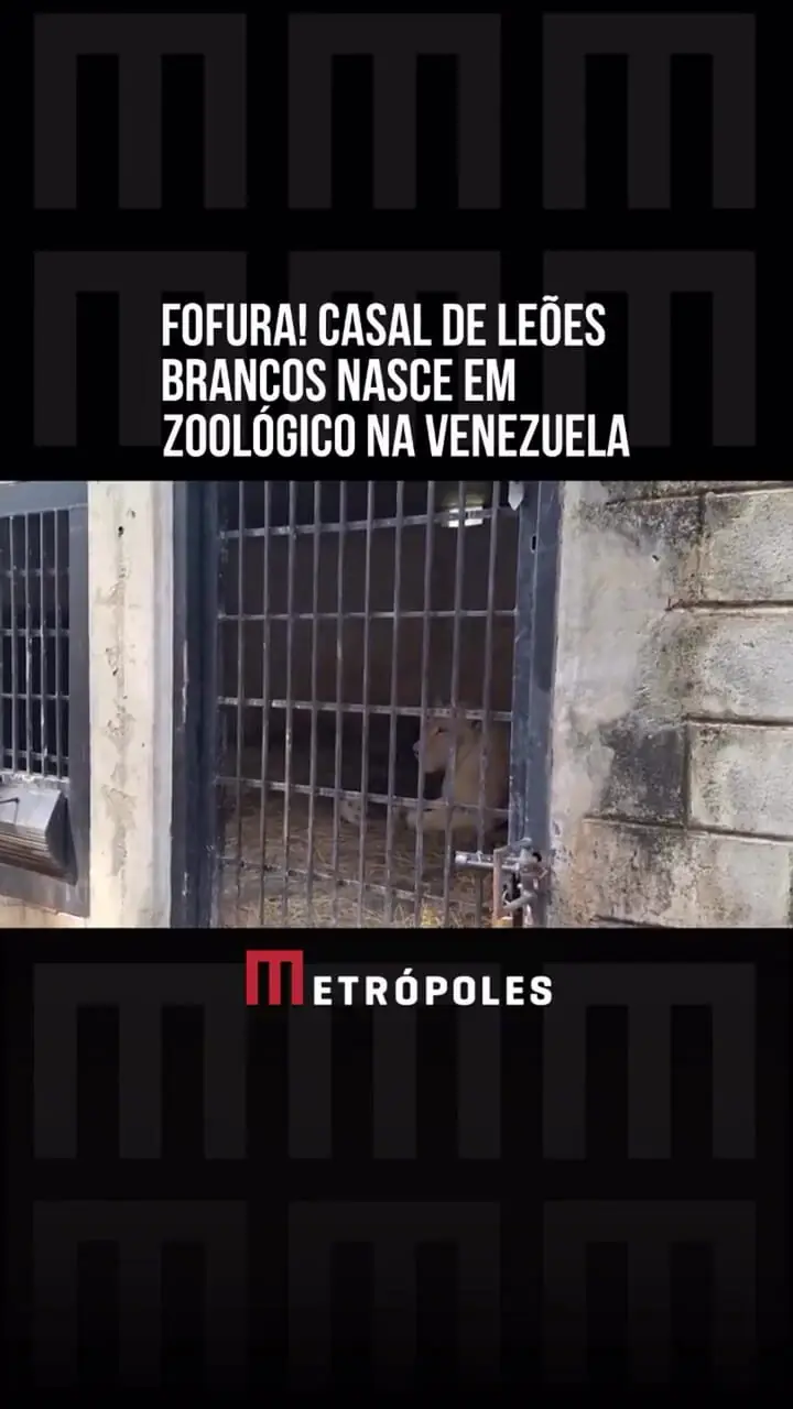 تولد دو توله شیر سفید کمیاب در باغ وحش ونزوئلا