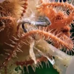 توپ مرگ؛ اسفنج ترسناک اعماق اقیانوس!