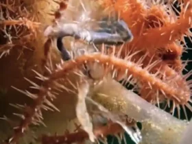 توپ مرگ؛ اسفنج ترسناک اعماق اقیانوس! 9 توپ مرگ؛ اسفنج ترسناک اعماق اقیانوس!