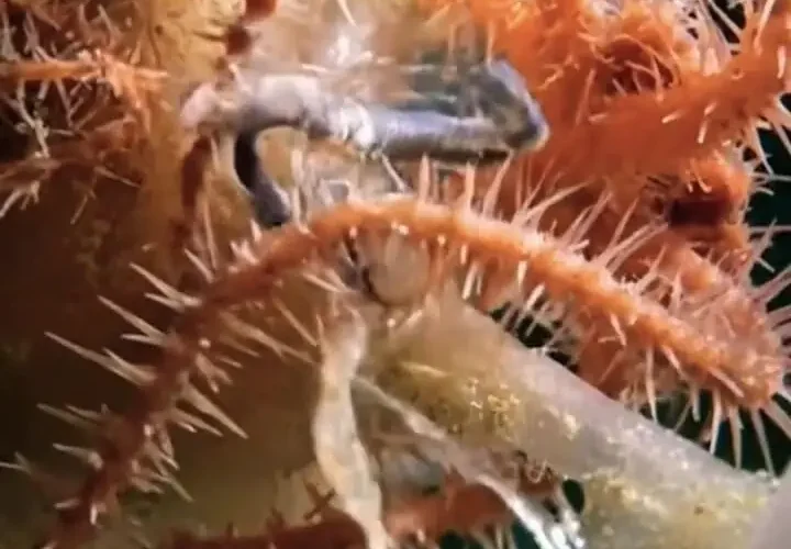 توپ مرگ؛ اسفنج ترسناک اعماق اقیانوس!