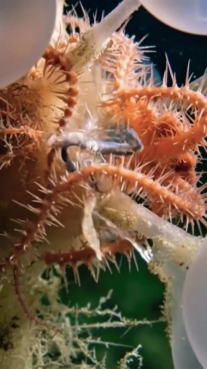 توپ مرگ؛ اسفنج ترسناک اعماق اقیانوس!