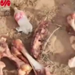 جزئیات تکان دهنده از کشف 3 تن گوشت الاغ در تهران