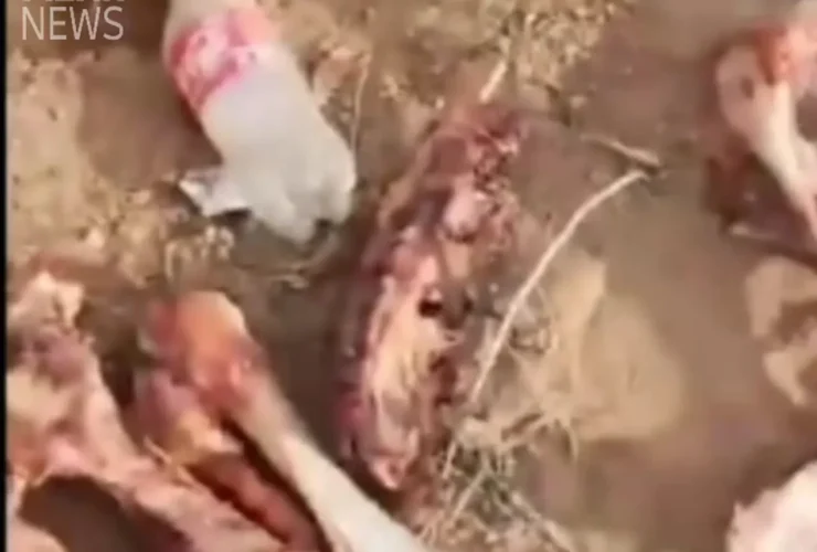 جزئیات تکان دهنده از کشف 3 تن گوشت الاغ در تهران 3 جزئیات تکان دهنده از کشف 3 تن گوشت الاغ در تهران