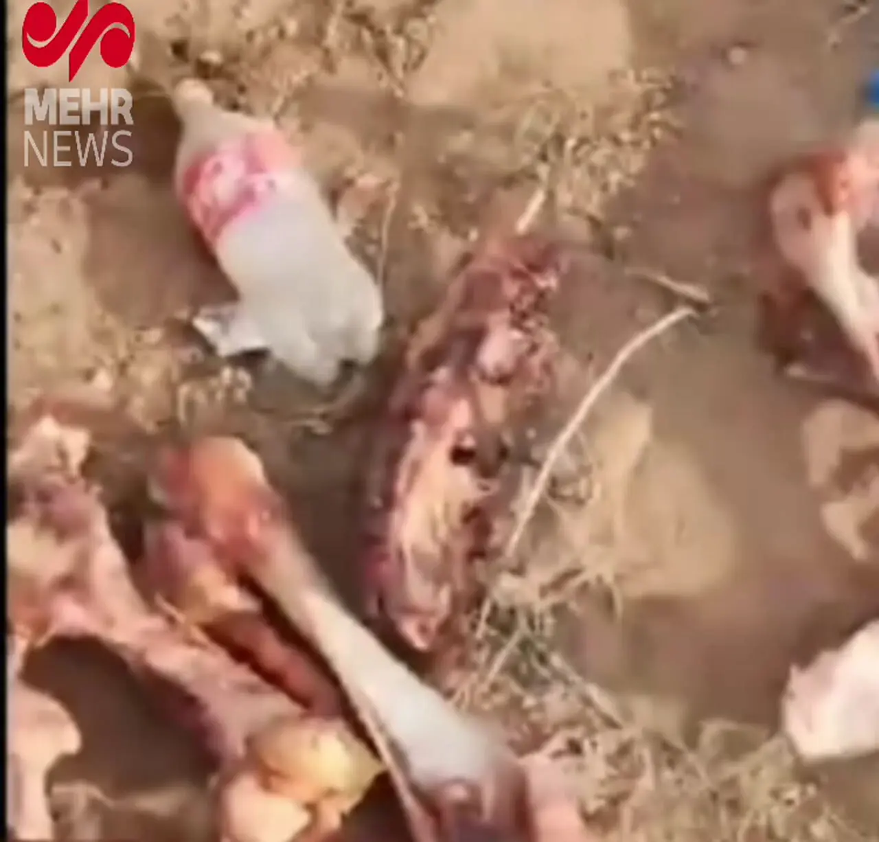 جزئیات تکان دهنده از کشف 3 تن گوشت الاغ در تهران 1 جزئیات تکان دهنده از کشف 3 تن گوشت الاغ در تهران