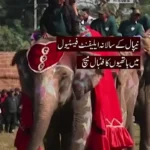 جشنواره فیل با ضربات پنالتی و فوتبال