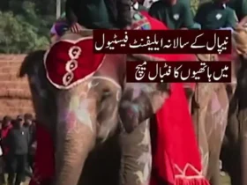 جشنواره فیل با ضربات پنالتی و فوتبال