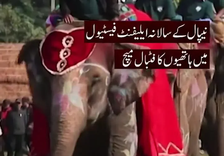 جشنواره فیل با ضربات پنالتی و فوتبال 3 جشنواره فیل با ضربات پنالتی و فوتبال