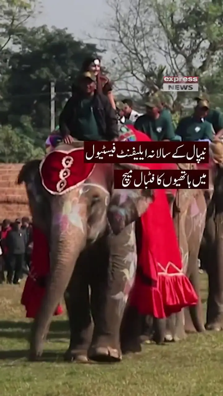 جشنواره فیل با ضربات پنالتی و فوتبال