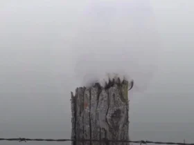 جغد برفی نامرئی!