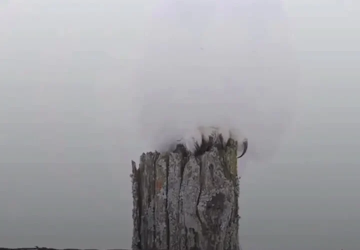 جغد برفی نامرئی!