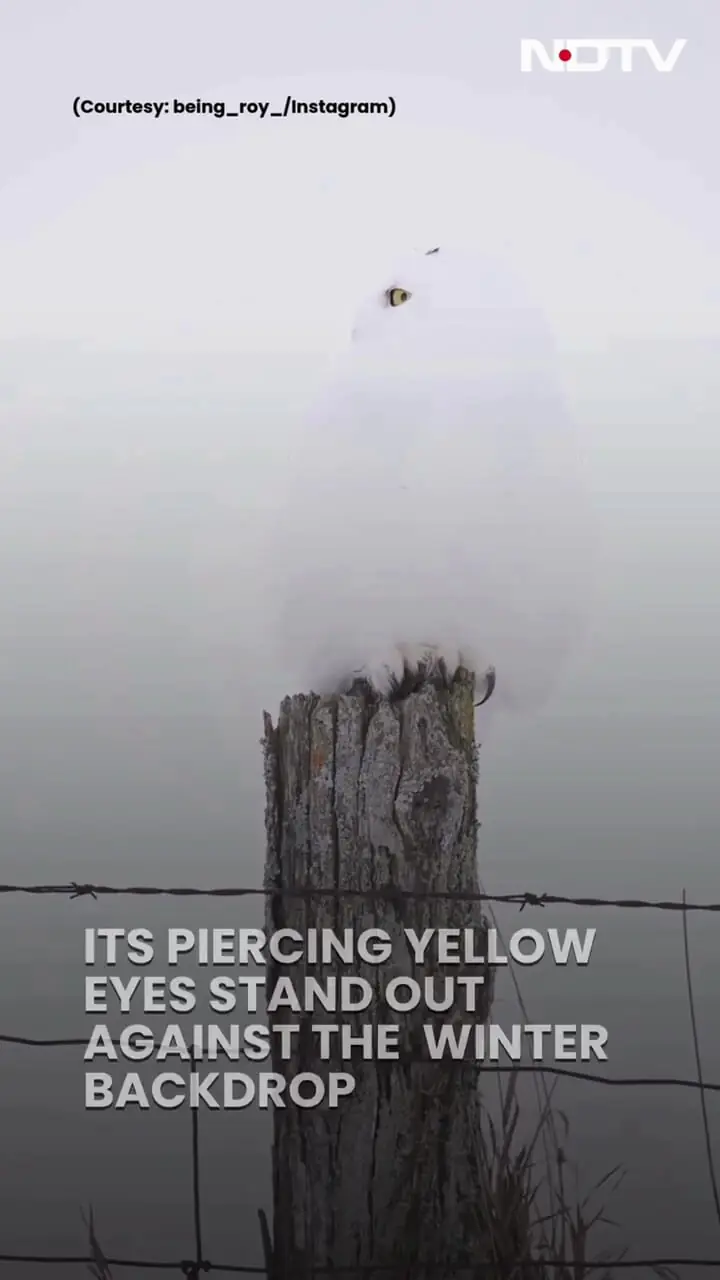 جغد برفی نامرئی!