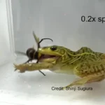 حتی نیش زنبور هم با این قورباغه همخوانی ندارد!