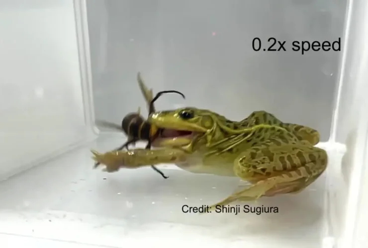 حتی نیش زنبور هم با این قورباغه همخوانی ندارد!