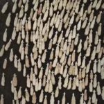 حرکت جذاب گله گوسفندان در قونیه