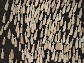 حرکت جذاب گله گوسفندان در قونیه 9 حرکت جذاب گله گوسفندان در قونیه