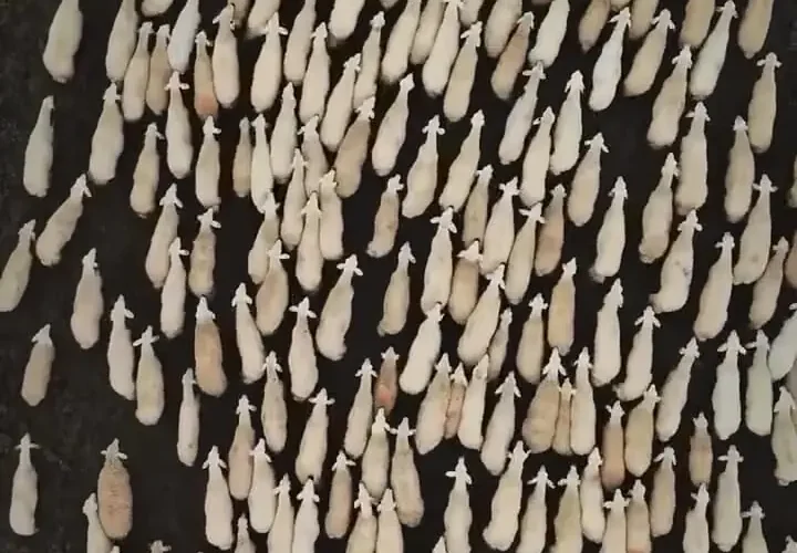 حرکت جذاب گله گوسفندان در قونیه