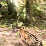 حمله جگوار به گروه کواتی; شکار سریع و گم شدن در دل جنگل