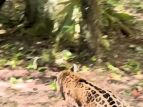 حمله جگوار به گروه کواتی; شکار سریع و گم شدن در دل جنگل