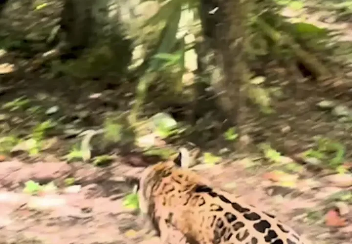 حمله جگوار به گروه کواتی; شکار سریع و گم شدن در دل جنگل