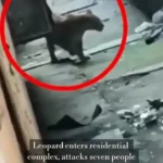 حمله پلنگ به مجتمع مسکونی در هند؛ 7 نفر مجروح شدند