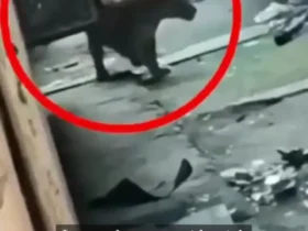 حمله پلنگ به مجتمع مسکونی در هند؛ 7 نفر مجروح شدند 9 حمله پلنگ به مجتمع مسکونی در هند؛ 7 نفر مجروح شدند