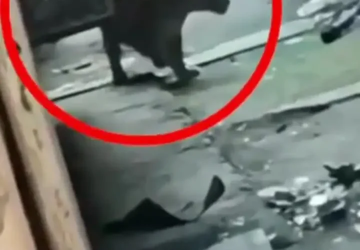 حمله پلنگ به مجتمع مسکونی در هند؛ 7 نفر مجروح شدند