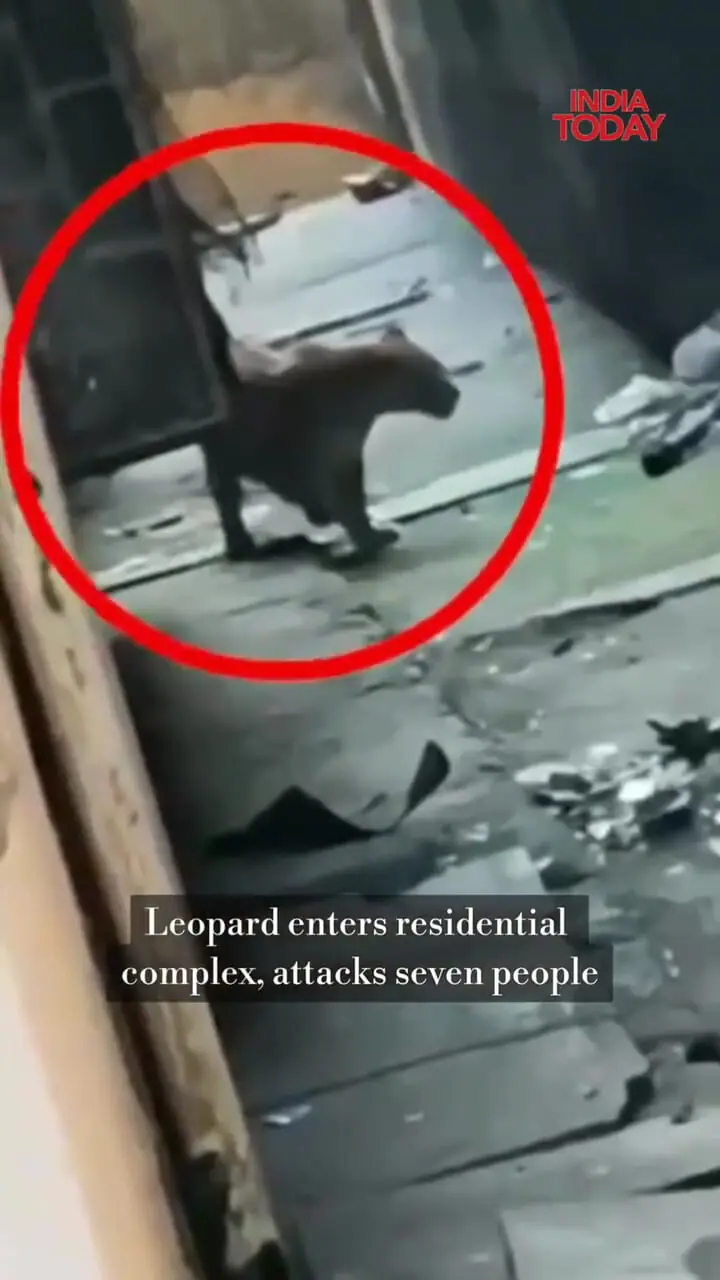 حمله پلنگ به مجتمع مسکونی در هند؛ 7 نفر مجروح شدند