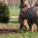 حیوانات باغ وحش از غذاهای ویژه کریسمس لذت بردند