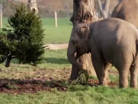 حیوانات باغ وحش از غذاهای ویژه کریسمس لذت بردند 9 حیوانات باغ وحش از غذاهای ویژه کریسمس لذت بردند