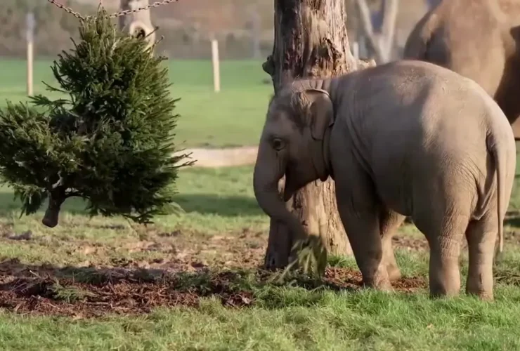 حیوانات باغ وحش از غذاهای ویژه کریسمس لذت بردند 33 حیوانات باغ وحش از غذاهای ویژه کریسمس لذت بردند